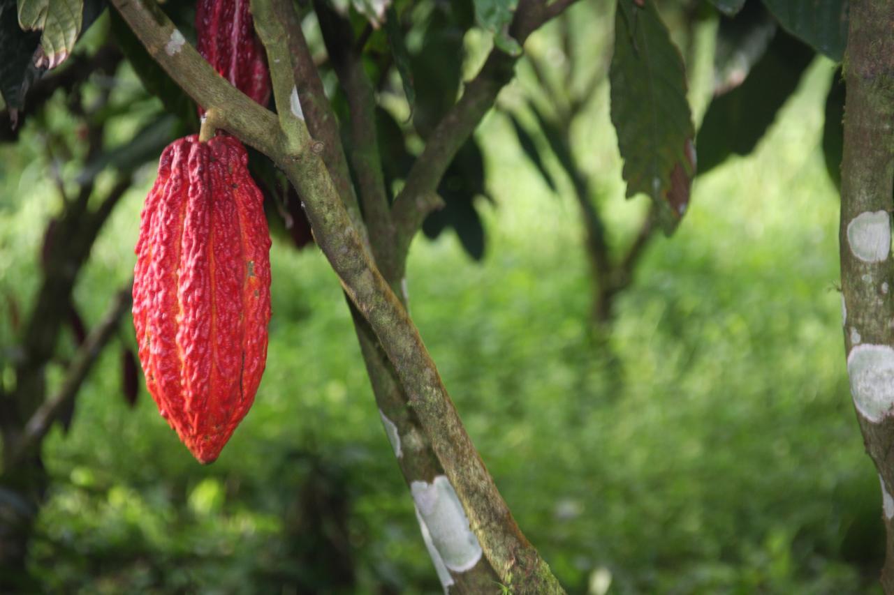 Finca Amistad Cacao Lodge Бихагуа Экстерьер фото