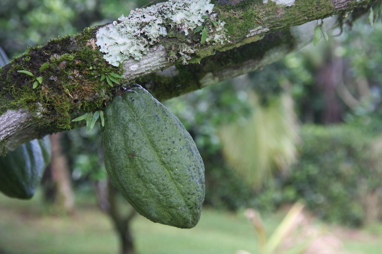 Finca Amistad Cacao Lodge Бихагуа Экстерьер фото