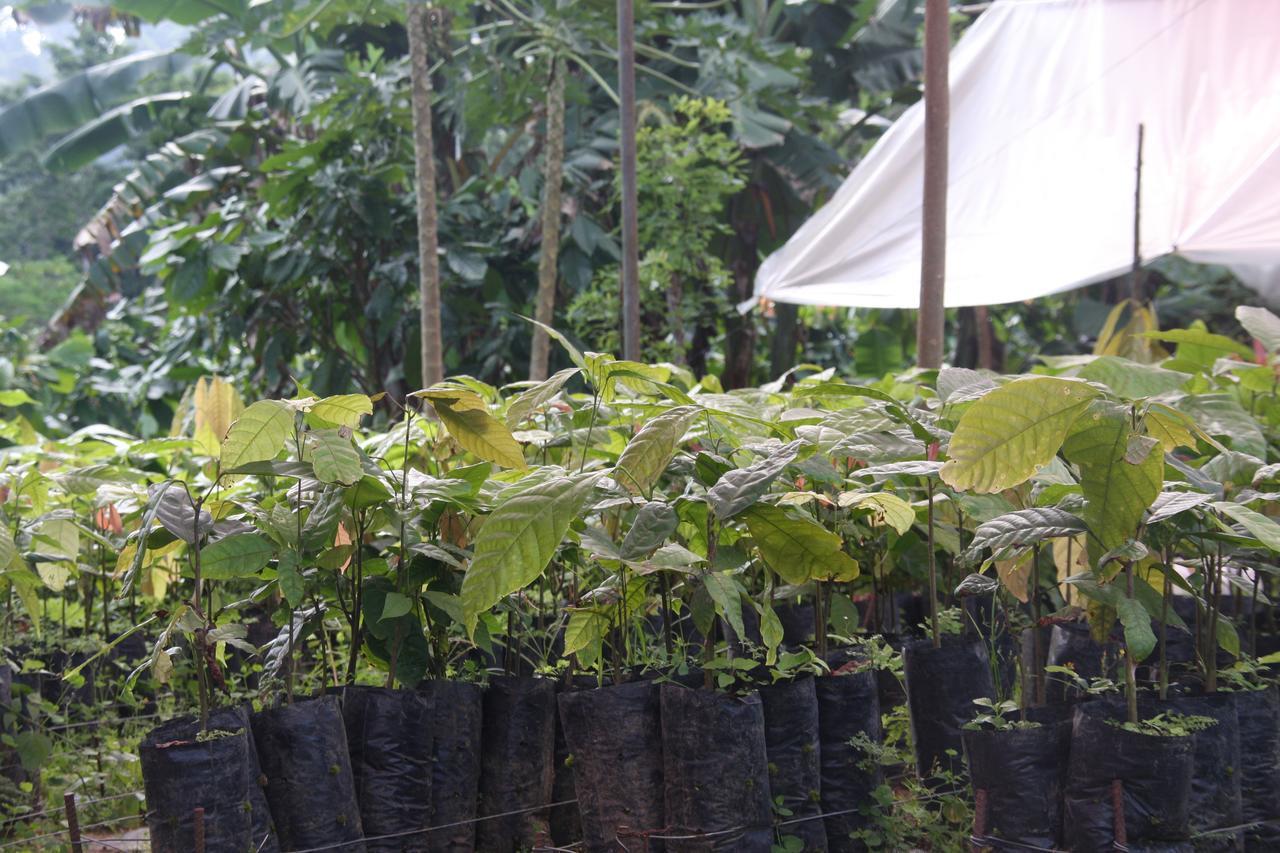 Finca Amistad Cacao Lodge Бихагуа Экстерьер фото