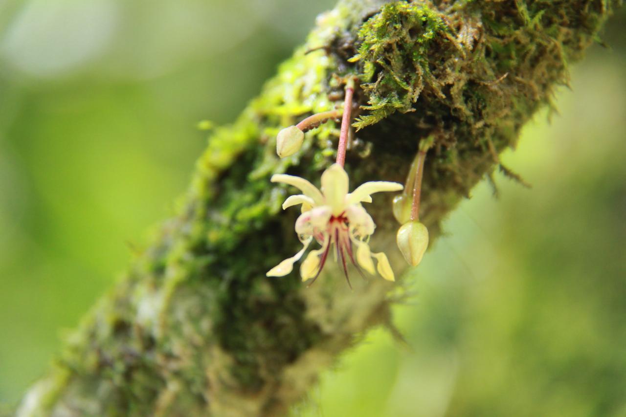 Finca Amistad Cacao Lodge Бихагуа Экстерьер фото