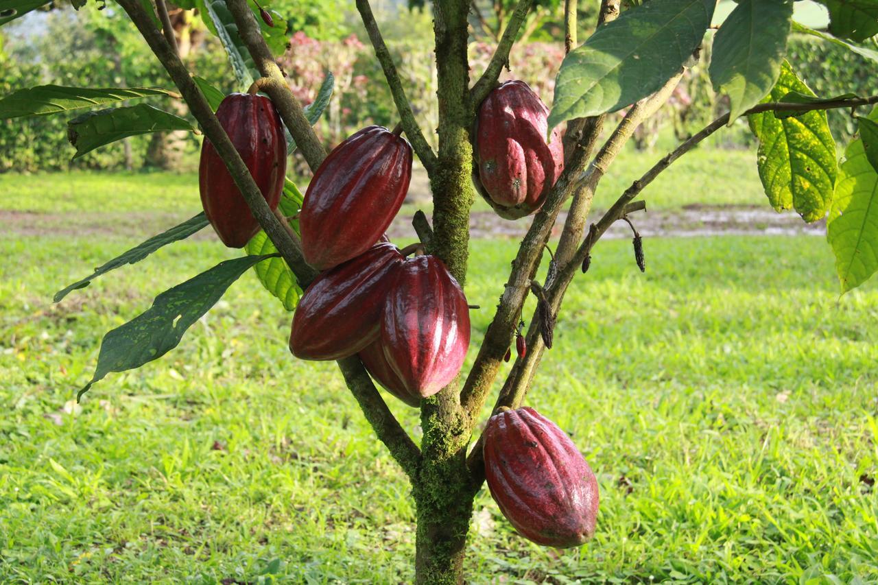 Finca Amistad Cacao Lodge Бихагуа Экстерьер фото