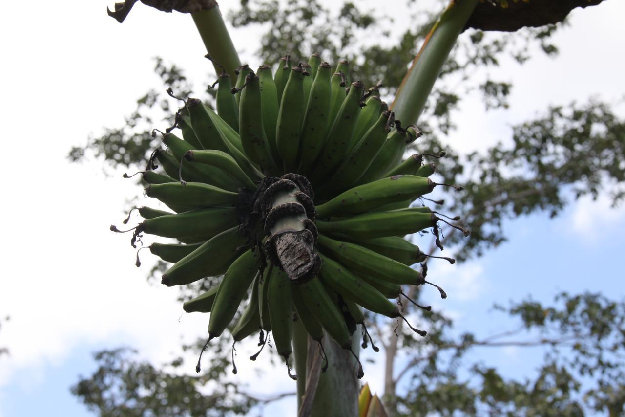 Finca Amistad Cacao Lodge Бихагуа Экстерьер фото