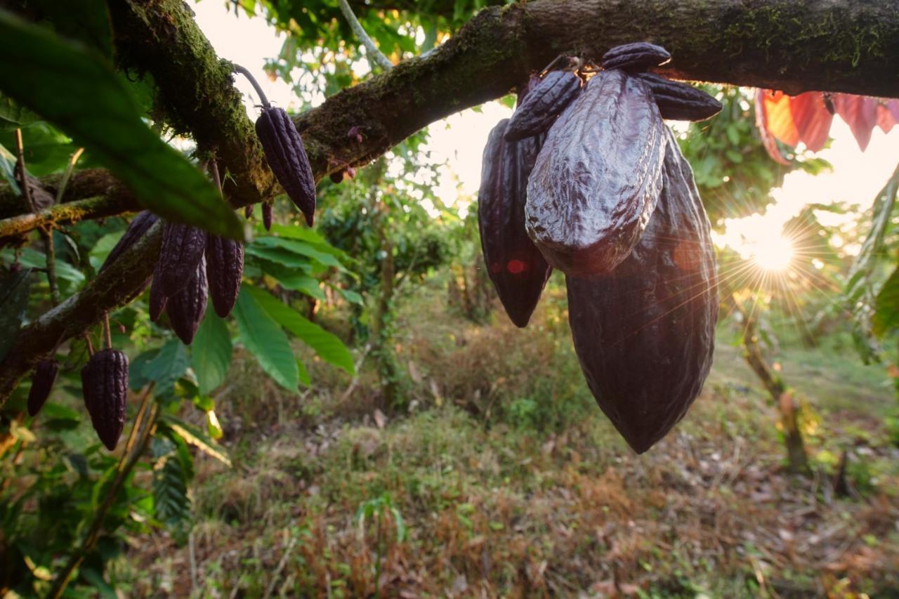Finca Amistad Cacao Lodge Бихагуа Экстерьер фото